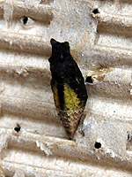 黒く変色したアゲハの蛹