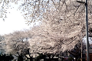 満開の近所の神社の桜